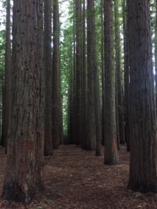 Shortlist Marketing & Tours | Red Wood Forest