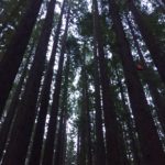 Shortlist Marketing & Tours | Red Wood Forest